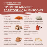 Mushroom Chicory (1 Pack - 30 Servings) - VLXS
