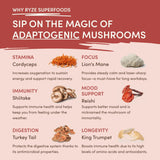 Mushroom Chai (1 Pack - 20 Servings) - M8TY