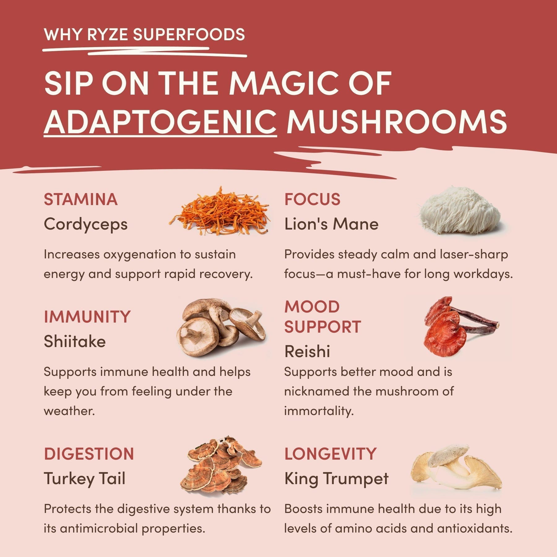 Mushroom Chai (1 Pack - 20 Servings) - M8TY